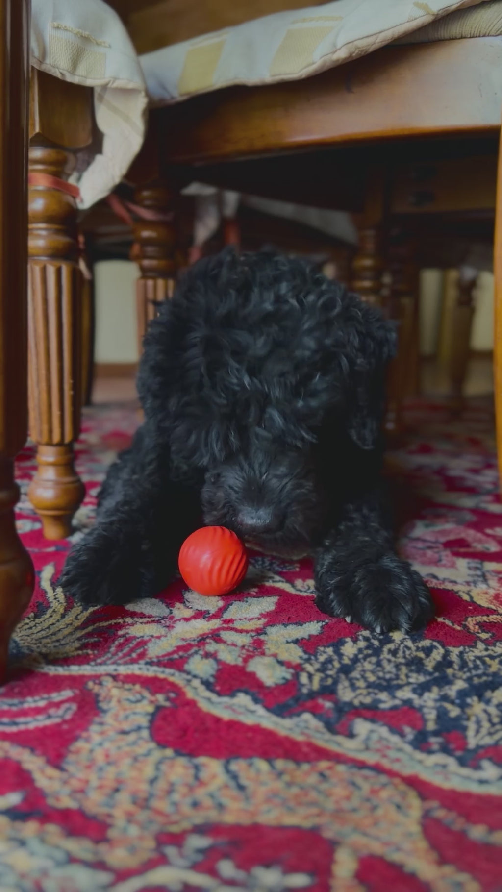 Pelota USB móvil automática para mascotas